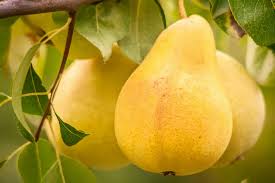 Yellow Bartlett pear Fruit Seeds for planting
